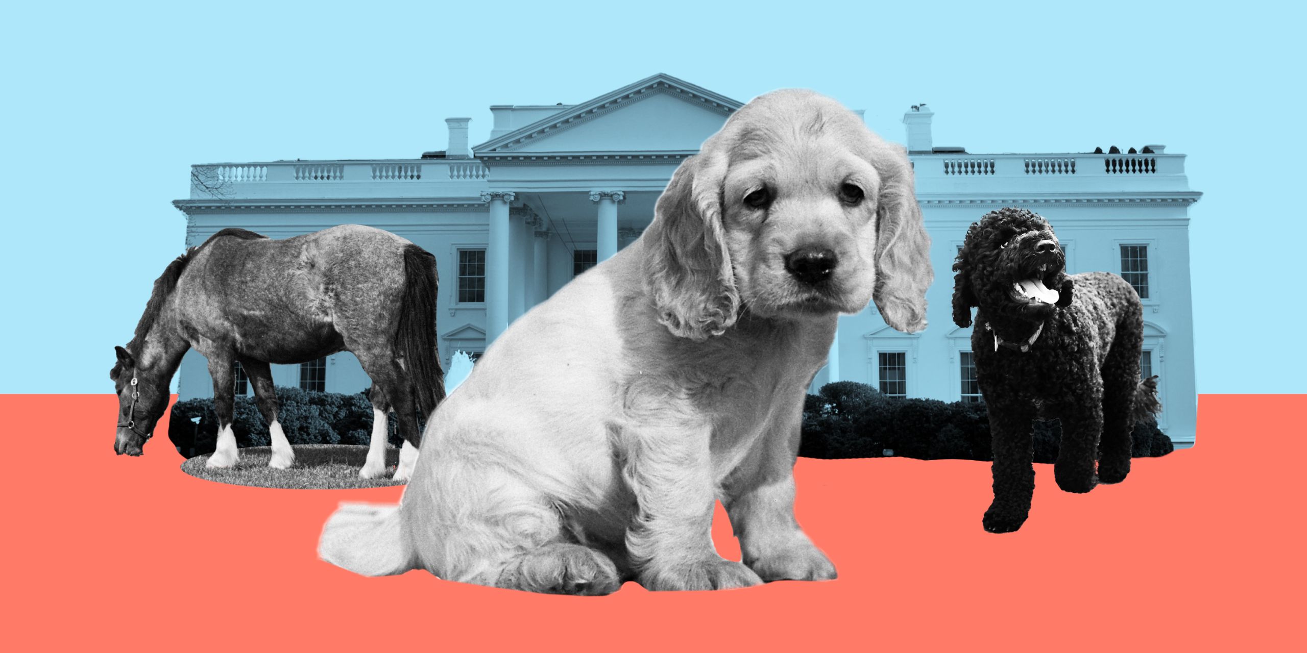 All the Presidents’ Pets
